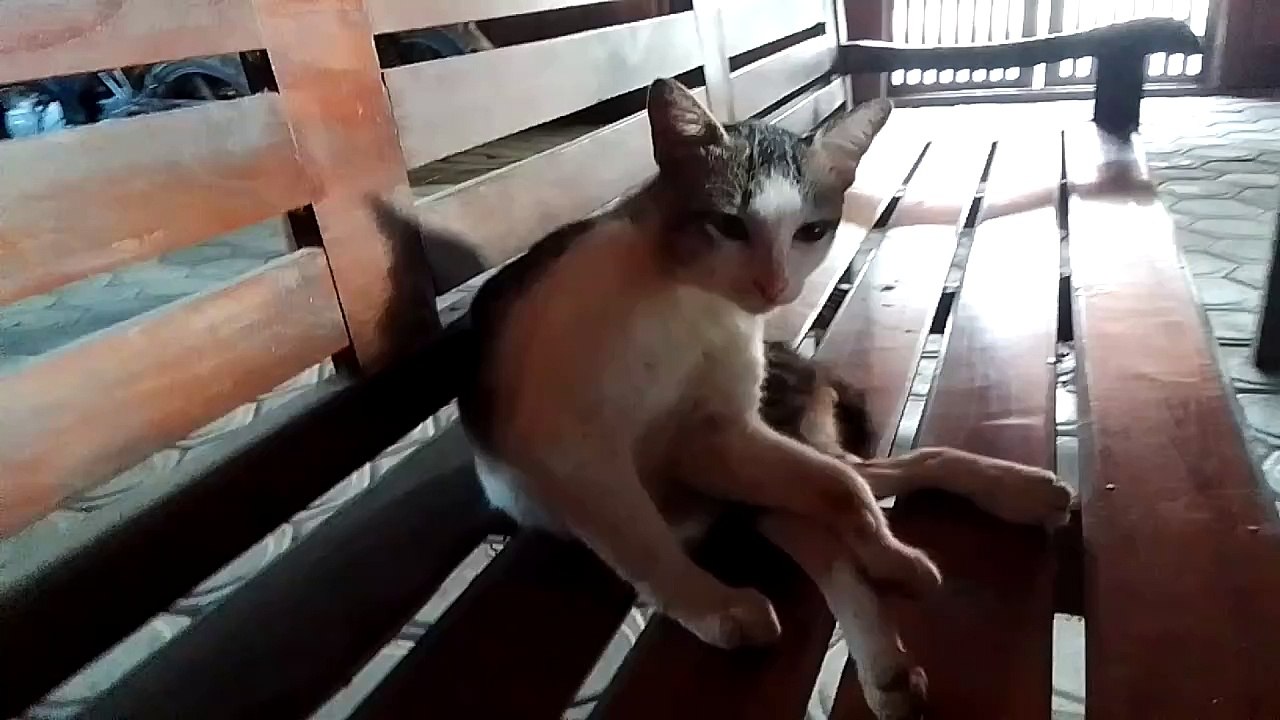 cat weirdness
