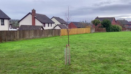 Some of the trees planted in Beacon Park, Crediton video by Alan Quick IMG_6864