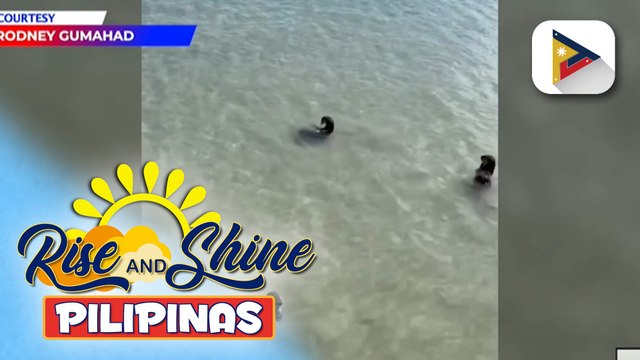 Tatlong sea otters, nakipaglaro sa tauhan ng PCG sa isang isla sa Tawi-Tawi