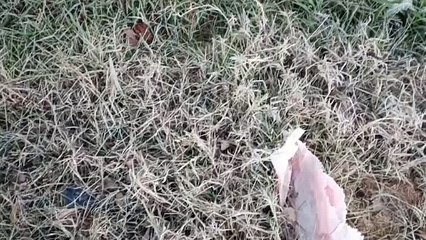 जयपुर में मौसम सर्द, श्रीगंगानगर में कोहरा-ओस