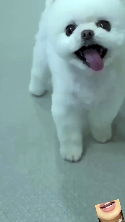 Cutest pupy ever#Shorts