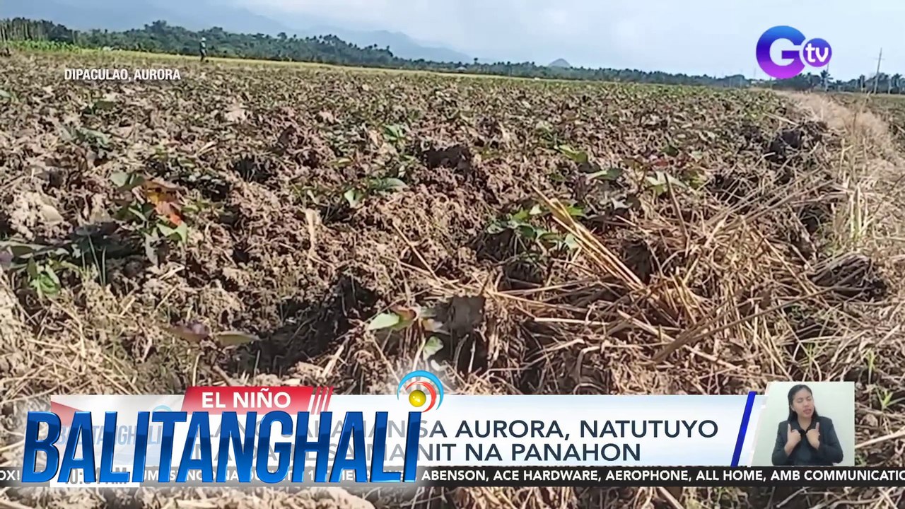Ilang sakahan sa Aurora, natutuyo na dahil sa mainit na panahon | BT