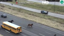 NO COMMENT: La Policía persigue a dos caballos en la ruta interestatal 90 en Cleveland, EE.UU.