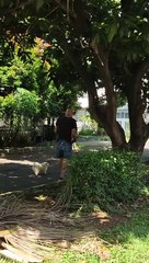 THREE DOGS WALKING WITH A FUNNY GOOD MAN