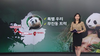 '국빈급 이별' 푸바오...반환까지 어떻게 지내나? [앵커리포트]  / YTN