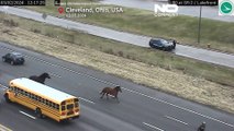 شاهد: حصانان طليقان يوقفان حركة المرور في ولاية أوهايو الأمريكية