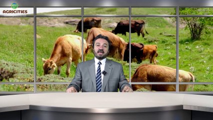 Hayvancılıkta Yeni Yol Haritası