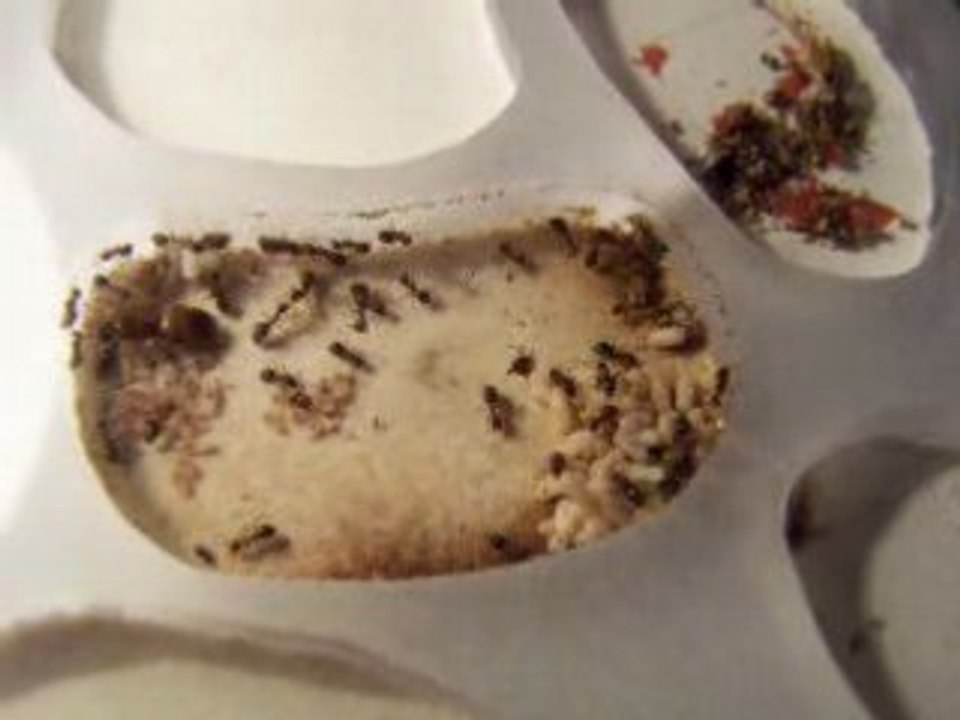 Lasius emarginatus 040408