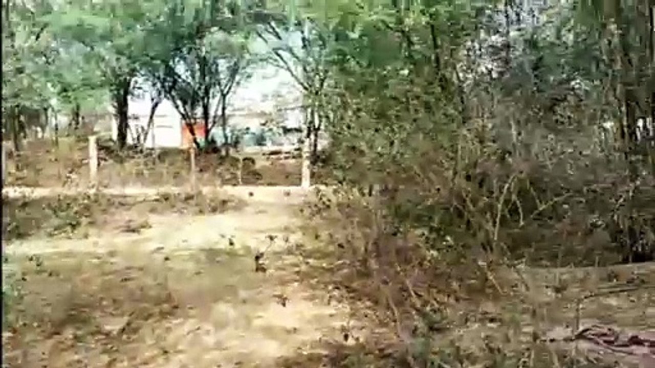 Dead cattle are being thrown in the open, it is difficult to breathe due to the foul smell.