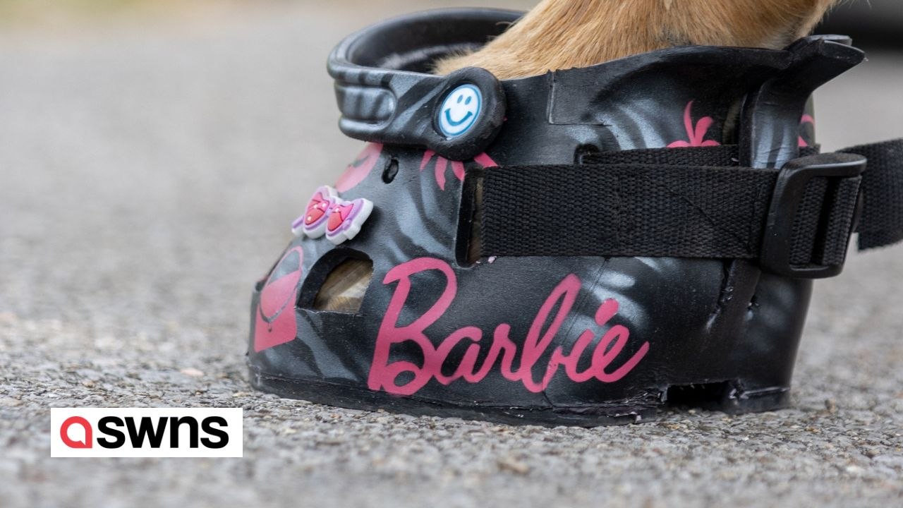 Schuhkünstler stellt individuelle turnschuhe und crocs her - für pferde