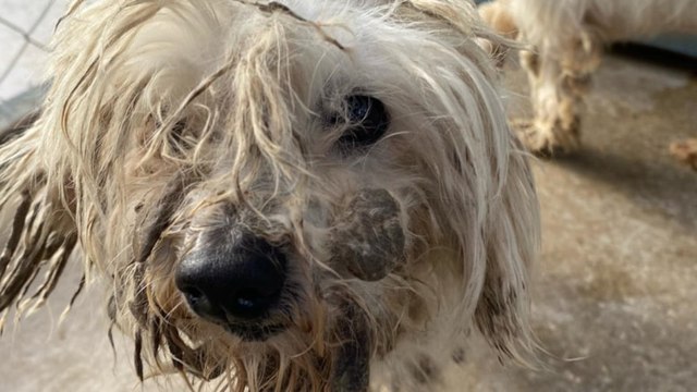 Merdiven altı vahşet! Kör olmuş, dişleri çekilmiş...