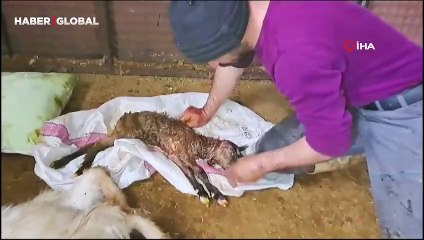 Kalbi duran oğlağı suni teneffüsle hayata döndürdüğü anlar yürekleri ısıttı