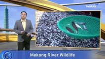 Mekong Dams To Push 1/5 Fish Species Toward Extinction
