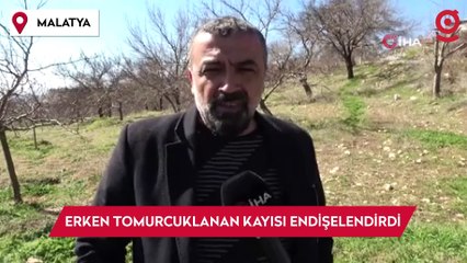 Malatya’da erken tomurcuklanan kayısı ağaçları endişelendirdi