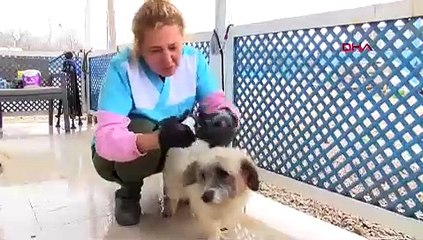 ''Merdiven altı''ndan bu sefer ölüm kalım savaşı veren 30 can dostu çıktı