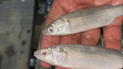 Sitting on a boat in the Sundarbans, fried fish on one side, the taste of desi chicken and tiger eyes & tiger sounds on the other - part-2