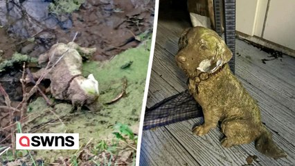 Animal rescue experts race to save stricken dog - only to find it was a statue