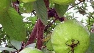 अमरूद वजन घटाने में सहायक |Guava Helpful in Weight Loss