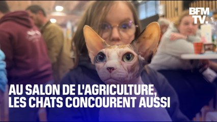 Au Salon de l'agriculture, les chats de race concourent aussi
