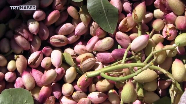 MSÜ Kara Harp Okulu sergi salonu kapılarını TRT Haber'e açtı