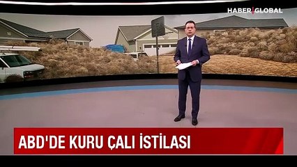 ABD'de kuru çalı istilası
