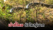 เจ้าของบ้านระทึก เมื่อแขกไม่ได้รับเชิญโผล่ข้างบ้าน คือตัวใหญ่แท้