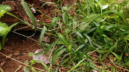 El fondo de una casa: verde, chicharras, uvas... - Tacuarembó, Uruguay (28/02/2024)