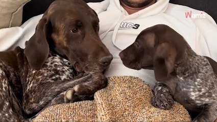 Le Braque allemand est agacé par un chiot trop entreprenant : son regard est inoubliable (Vidéo)