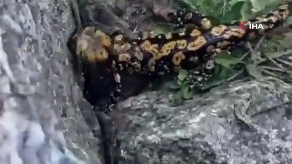 Nesli tükenmek üzere olan ''minik canavar'' Türkiye'de görüntülendi