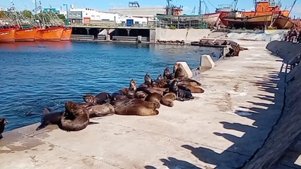 Novia Cumbianchera Aquel verano canta Giselle Romina Castillo Vargas