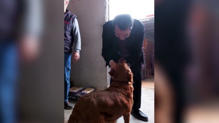 SOKAK HAYVANLARI İÇİN 4 ÖNEMLİ PROJE