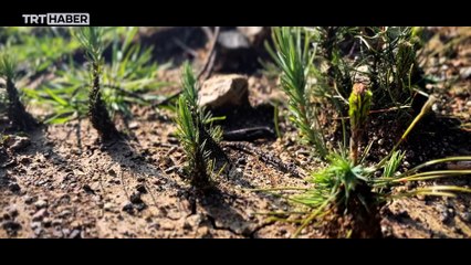 Küllerinden doğuş: Marmaris ormanları