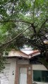 Fiação elétrica segura galhos de árvore em Vitória