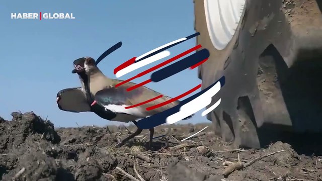 Yavruları ölmesin diye traktöre kendini feda eden anne kuşun görüntüleri ağlattı