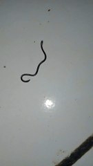 Hewan Apakah itu