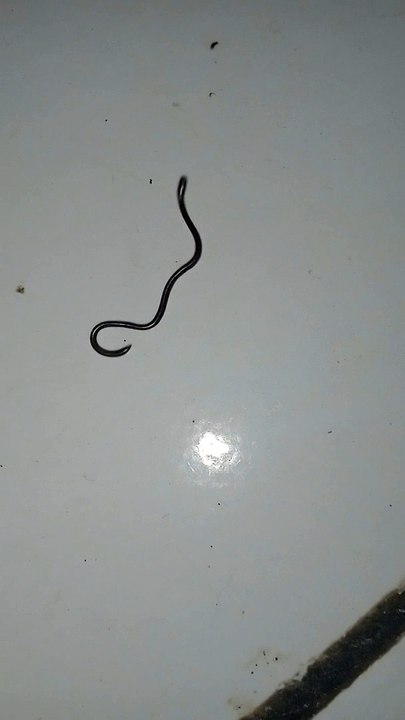 Hewan Apakah itu