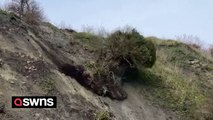 Dramatic moment tree tumbles down cliff towards walkers during landslide