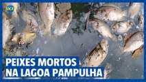 Peixes mortos na Lagoa da Pampulha