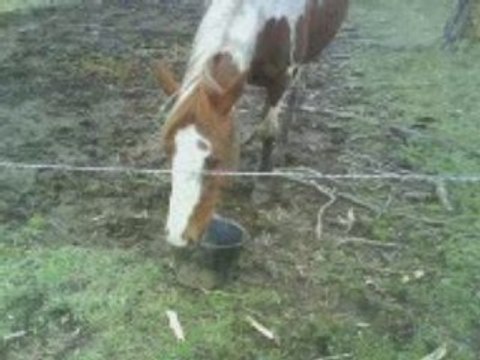 écurie du haut cantal