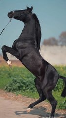 Most Beautiful Horse In The World ,, Give For Horse Lovers