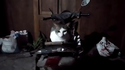 the cuteness of an earth level cat