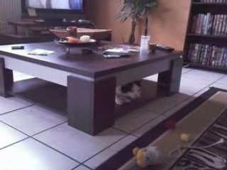 Bouledogue contre chat