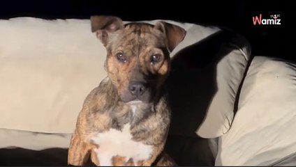 La bénévole d’une association de bien-être animal est tirée de son lit : le temps presse pour sauver une vie innocente