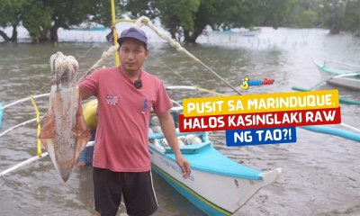 Pusit sa Marinduque, halos kasinglaki raw ng tao?! | I Juander