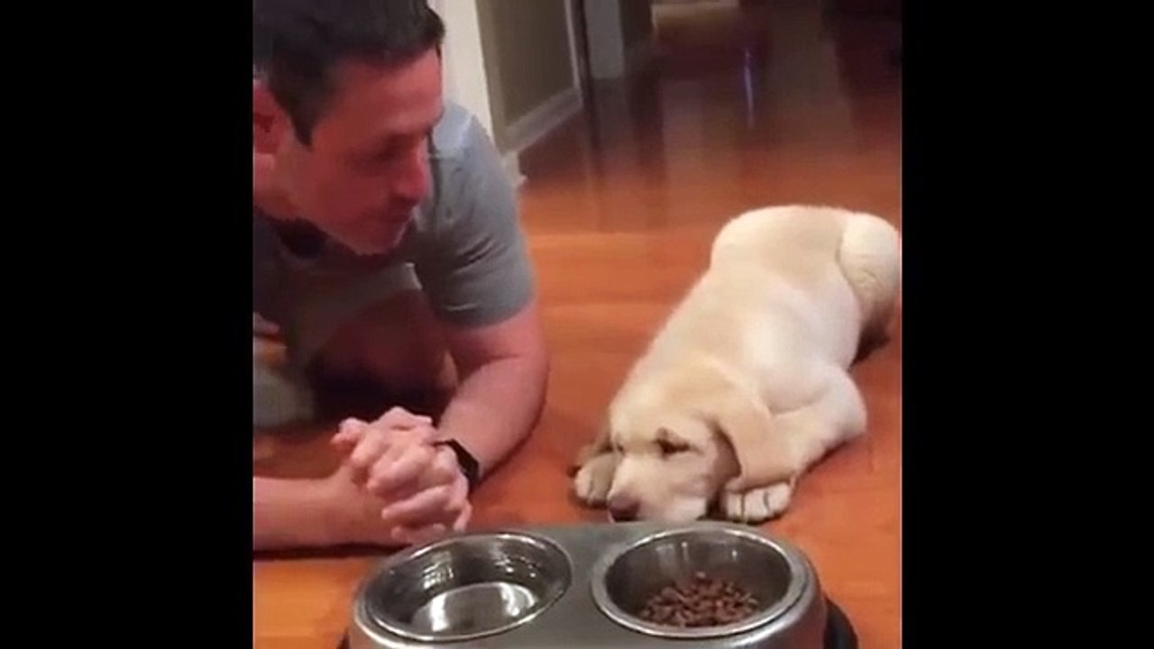 Funniest Animals - Awesome cute Pet Animals' Life Videos
