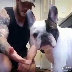 Funniest Animals  - Awesome Funny Animals' Life Videos  - Cutest Animals Ever