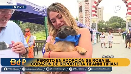 Reportera se quiebra al hablar sobre cómo adoptó a un perrito en una transmisión en vivo: “me da paz”