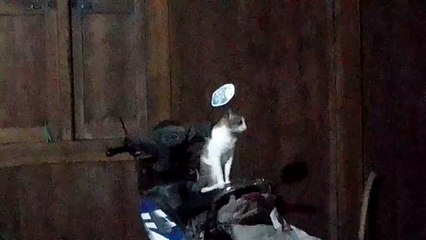 the level of cuteness of cats on earth
