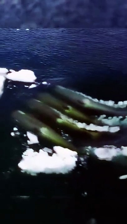 The deadly wave of whales in the sea