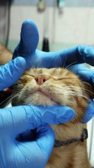 POV : Les chats parlent aux humains ?